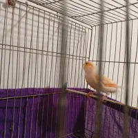 جفت موزاییکی(حمیدیه)|پرنده|حمیدیه, |دیوار