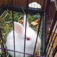 خرگوش مینیاتوری