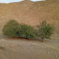 علف زنی