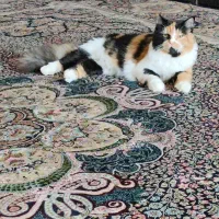 فروش گربه پرشین|گربه|کرمان, |دیوار