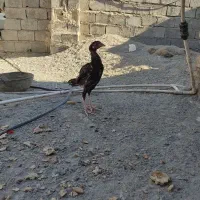 جوجه خروس لاری اصیل|حیوانات مزرعه|سراوان, |دیوار