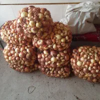 پیاز ترد و تازه|خوردنی و آشامیدنی|نهاوند, |دیوار