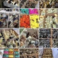 جوجه محلی و گوشتی سر حال