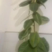 گل فیل توس|گل و گیاه طبیعی|نیشابور, شریعتی|دیوار