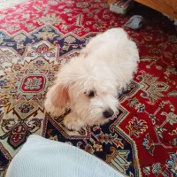 شیتزو|سگ|خاوران, |دیوار