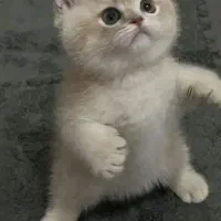 گربه نژاد اسکاتیش و بریتیش اصیل|گربه|اهواز, کیانپارس |دیوار