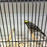 قناری لیزارد ماده آماده پس کوزه|پرنده|تهران, صادقیه|دیوار