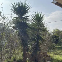 یوکا بلند ۳.۵ متر|گل و گیاه طبیعی|تالش, هشتپر|دیوار