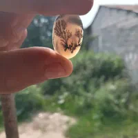 شجرقائن