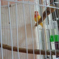 طوطی برزیلی|پرنده|چرام, |دیوار