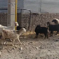 ۷عدد بز جوان دونه ۴۹۰۰ کیلو هم ۱۹۰|حیوانات مزرعه|قائن, |دیوار