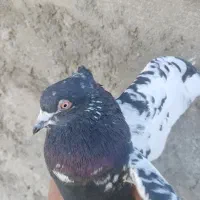 سینه سیاه نر