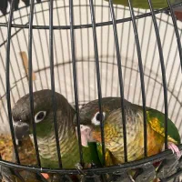 گرین چیک|پرنده|مشهد, ادیب نیشابوری (شهرک غرب)|دیوار