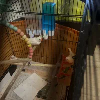 فنچ جوان