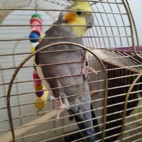 عروس هلندی جفت با جوجه