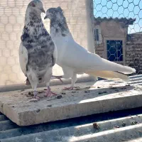 کبوتر پرشی|پرنده|اصفهان, بوستان ناژوان|دیوار