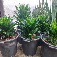 فروش فوق العاده کامپکت