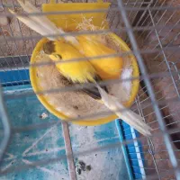 قناری سرای توکلی  فرخشهر