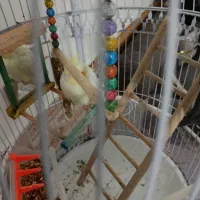 واگذاری عروس هلندی