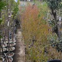 انواع درخت میوه اصلاح نژاد