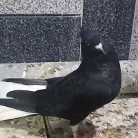 اشعل دم سفید