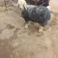 کوه ماده عتیقه|حیوانات مزرعه|اندیکا, |دیوار