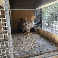 جوجه خروس بومی