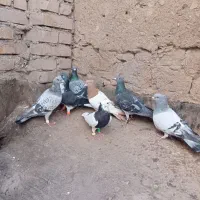 صید|پرنده|مشهد, کارگران|دیوار