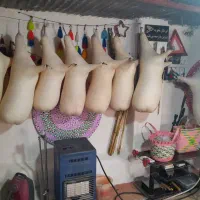 همبونه تک و عمده|سازهای بادی|اهرم, |دیوار