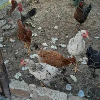 مرغ و خروس|حیوانات مزرعه|کرج, کیانمهر|دیوار