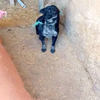 سگ پاکوتاه ماده