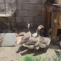 غاز تخم گذار فروشی