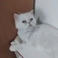 پرشین اشرافی چشم آبی