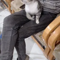 گربه خانگی|گربه|فیرورق, |دیوار