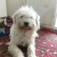 واگذاری سگ|سگ|شیراز, دباغ خانه|دیوار