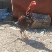 خروس لاری اصیل