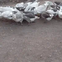 غار|حیوانات مزرعه|ماکو, |دیوار