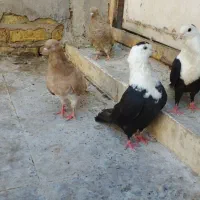 کبوتر رنگی دوجف