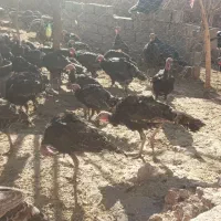 جوجه بوقلمون