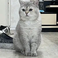 واگذاری بچه گربه