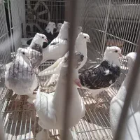 ده عدد مفلق کبوتر|پرنده|اصفهان, کشاورزی|دیوار