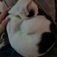 واگذاری گربه نر ۷ ماهه|گربه|قم, تعویض پلاک|دیوار