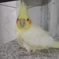 عروس هلندی نر