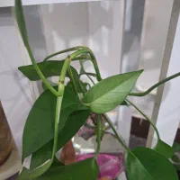 سبز پتوس و زعفرانی|گل و گیاه طبیعی|برازجان, |دیوار