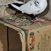 جفت نر طوقی و دمبی گرفتنی|پرنده|شوشتر, |دیوار
