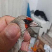 سهره دورگ وکرمونی