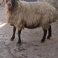 گوسفند همو ابستن چقندقلوزا