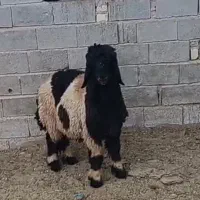 بره شهرکردی گردن سیاه