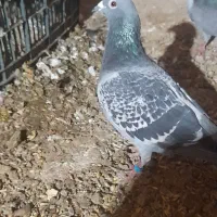 ۵عدد کفتر بازی|پرنده|بیرجند, |دیوار