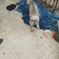 سگ شیتزو|سگ|پاکدشت, حصار امیر|دیوار